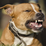 Owning Attack Dogs