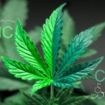 Manufacturing Narcotics