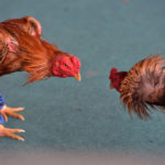 Law Against Cockfighting