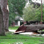 Falling Trees