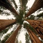 Legal Rights and Liability for Falling Trees in California