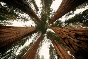 Legal Rights and Liability for Falling Trees in California