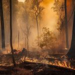Consumer Watchdog Sues to Block Insurance Surcharge After LA Wildfires